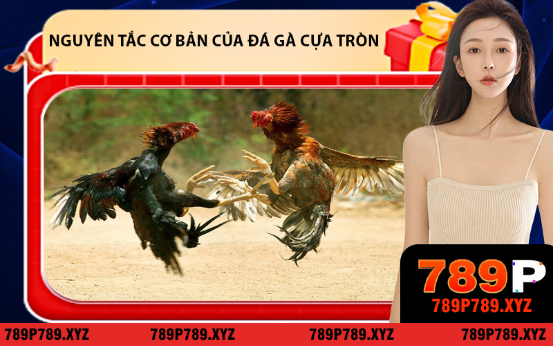 Những nguyên tắc cơ bản của đá gà cựa tròn